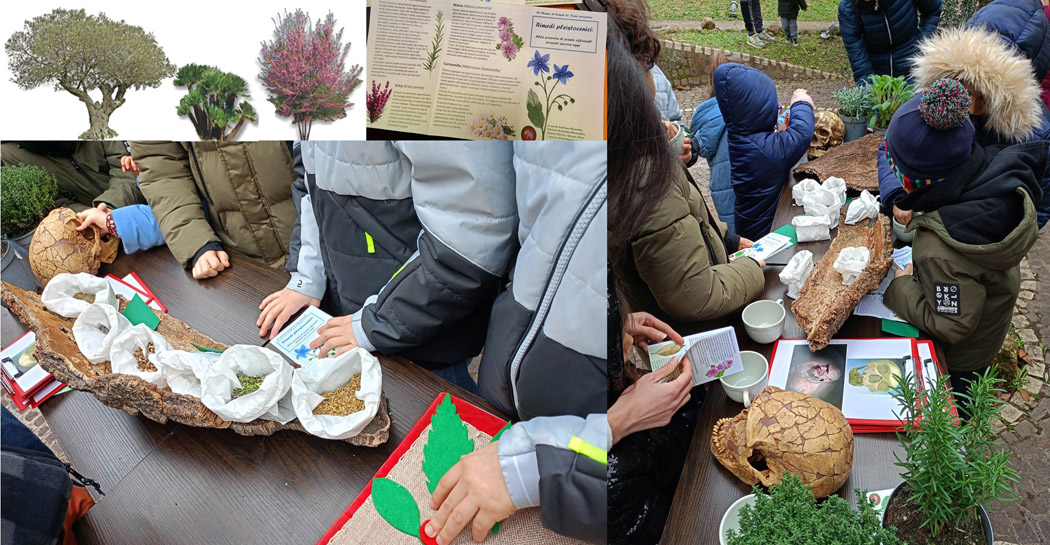 ) L’ulivo, la palma nana, l’albero di Giuda, e le esperienze multisensoriali al Museo di Casal de’ Pazzi sulle erbe e piante utilizzate nel Pleistocene dalle comunità neandertaliane ) L’ulivo, la palma nana, l’albero di Giuda, e le esperienze multisensoriali al Museo di Casal de’ Pazzi sulle erbe e piante utilizzate nel Pleistocene dalle comunità neandertaliane